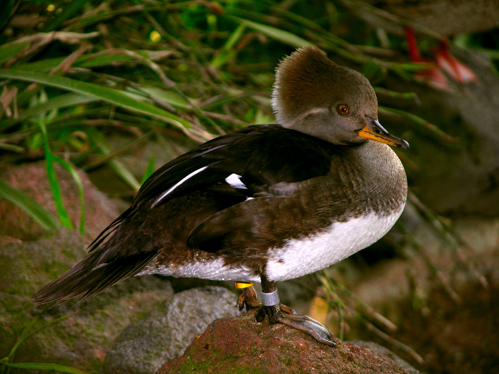 20101215_duck_cm_lab_redo1-jpg
