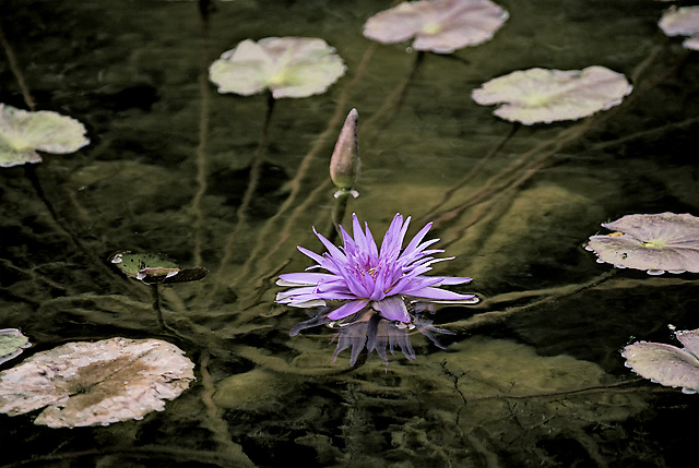 water-lily_lh-jpg