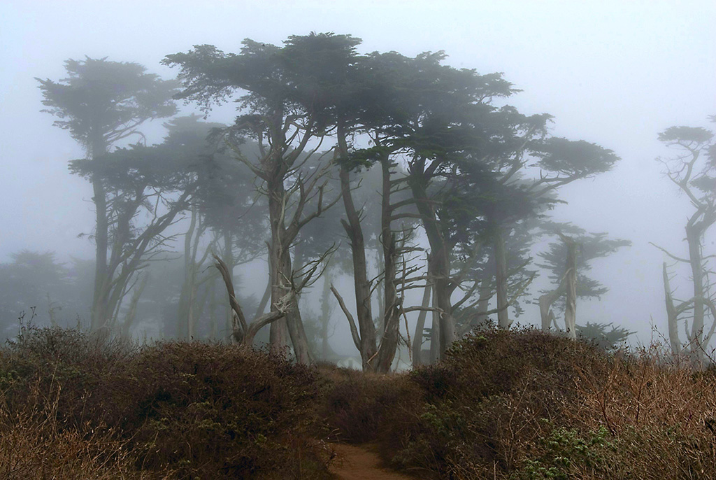 point-reyes1-copy2-jpg