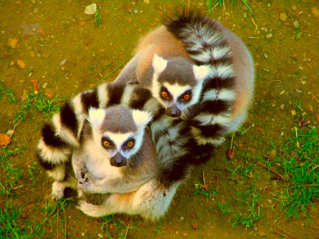 2nd-lemurs-web-jpg
