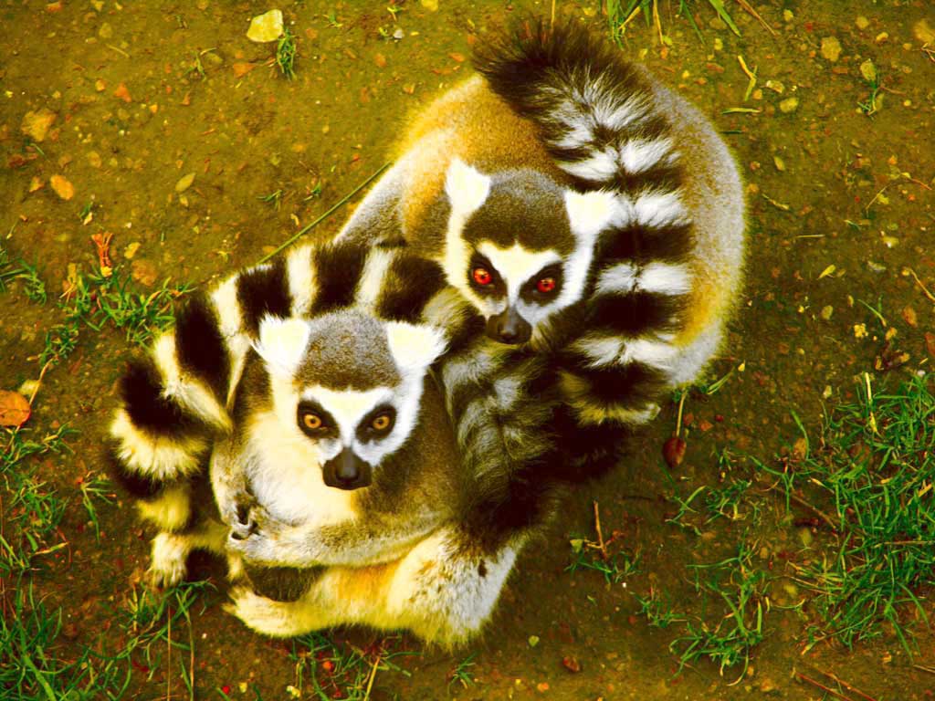 2nd-passmasked-lemurs-web-jpg