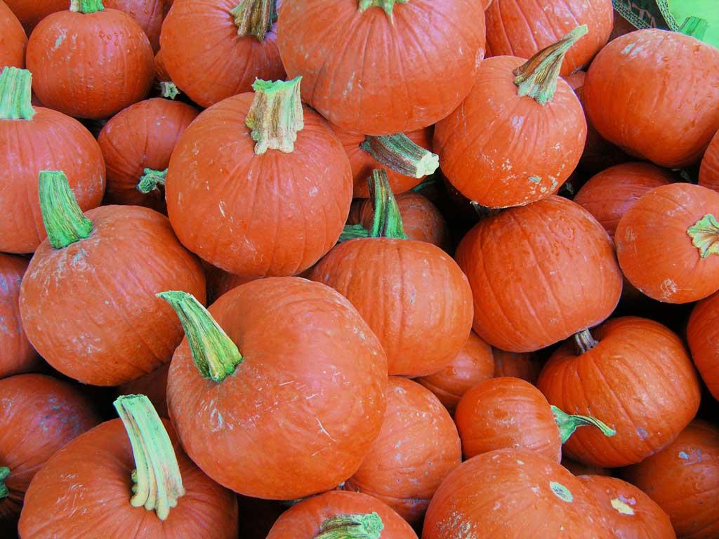 2nd-trypumpkins-example-3web-jpg