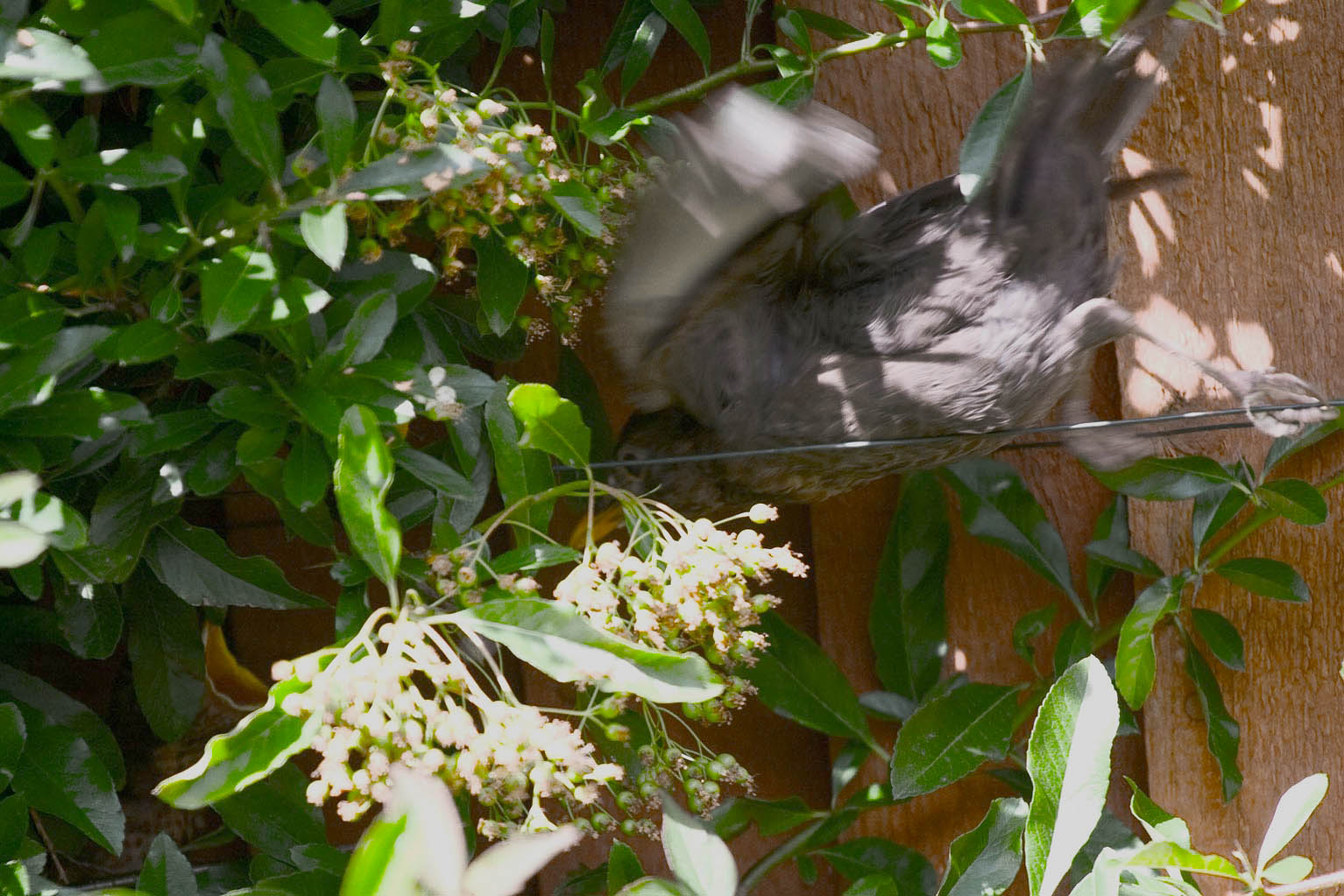 feeding_blackbird-copy-jpg