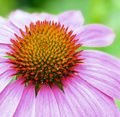 coneflower1.jpg